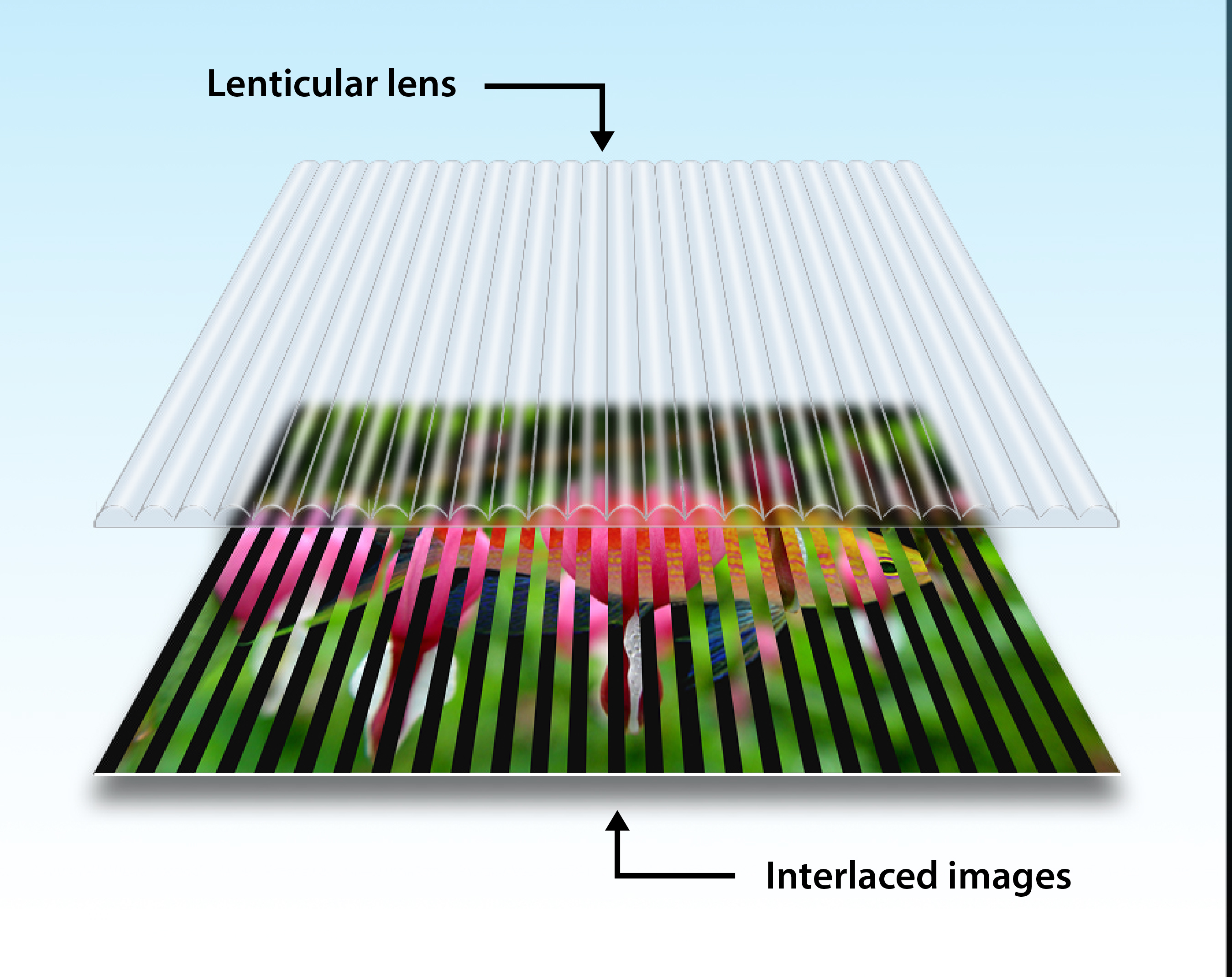 3D Lenticular Sheet Factory manufactures varies LPI lenticular sheet 